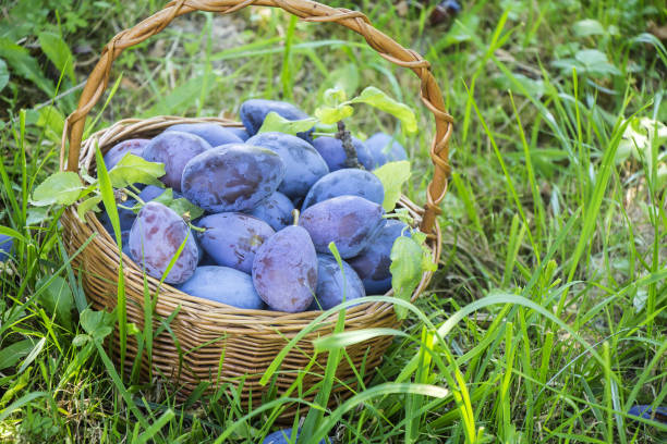 istock Plums in the wooden basket on green grass 1010660432