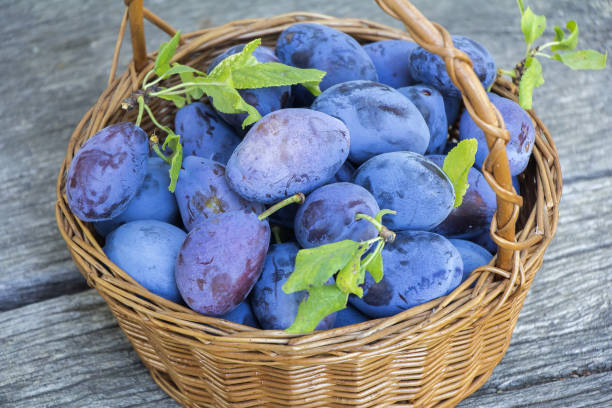 istock Plums in a wicker basket on the wooden background 1010660450