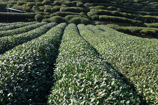 Beautiful fresh green Chinese Longjing tea plantation