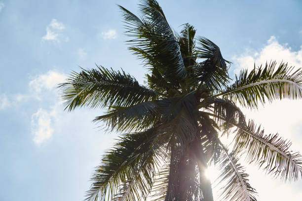 istock Coconut Palm Trees and Blue, Sunny Sky 1010668764
