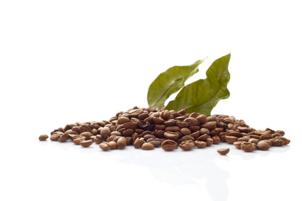 istock Coffee beans with coffee leaves on white background 1010668778