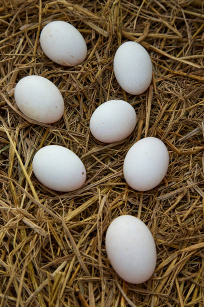 istock fresh range duck eggs in a nest of hay 1010668934