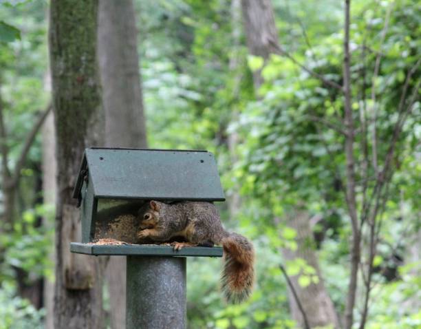 istock Squirrel in the bird feeder 1010669226
