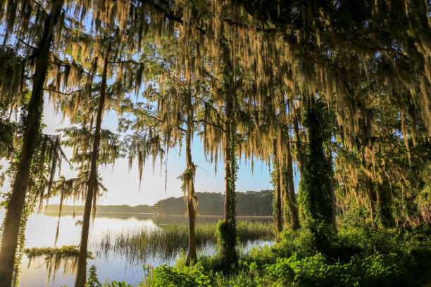 istock Morning on the Lake 1010674218
