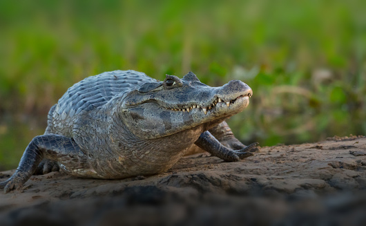 Caiman in Pantanal Brazil