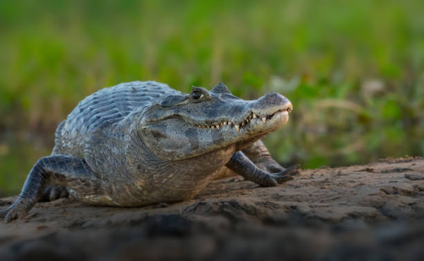 Caiman in Pantanal Brazil Caiman in Pantanal Brazil caiman stock pictures, royalty-free photos & images