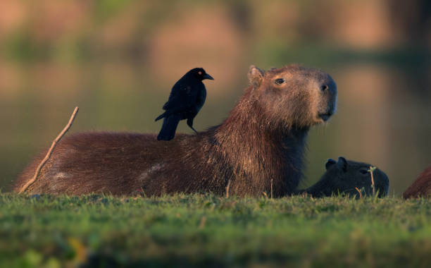 capybara in pantanal-brasilien - wasserschwein stock-fotos und bilder
