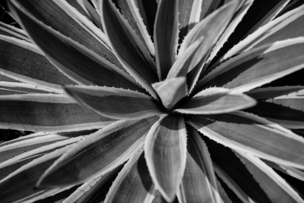 istock top view of Aloe Vera in pot 1010678376