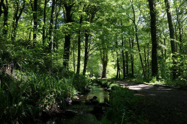 istock Stream Beside a Shady Country Foot Path 1010678778
