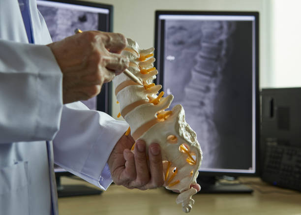 A neurosurgeon  pointing at lumbar vertebra model in medical off A neurosurgeon using pencil pointing at lumbar vertebra model in medical office. Lumbar spine x-ray on computer screen on background. chiropractic adjustment photos stock pictures, royalty-free photos & images