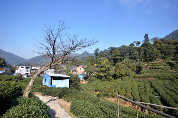 istock Beautiful fresh green Chinese Longjing tea plantatio 1010681706