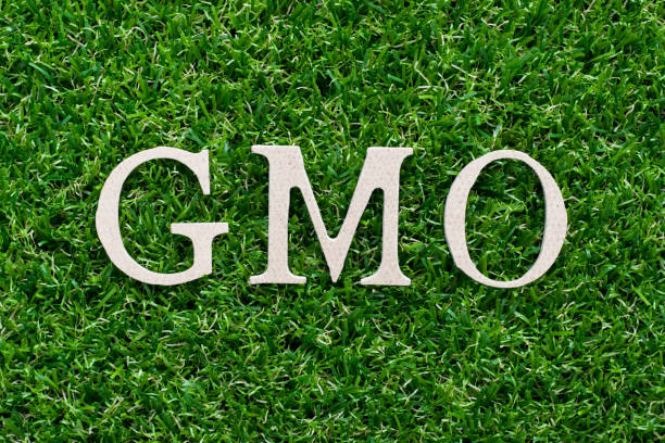 istock Wood alphabet in word GMO (abbreviation of Genetically Modified Organisms) on artificial green grass background 1010687254