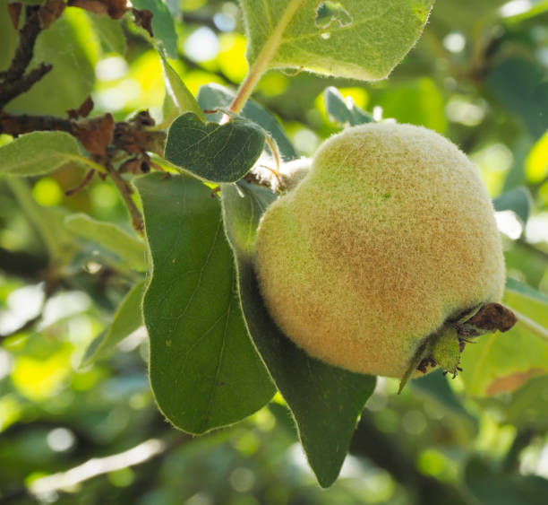 The quince  is a small deciduous tree that bears a pome fruit, similar in appearance to a pear, and bright golden-yellow when mature. Throughout history the cooked fruit has been used as food, but the tree is also grown for its attractive pale pink blossom and other ornamental qualities.\nThe tree grows 5 to 8 metres high and 4 to 6 metres (13 feet to 19 and a half feet) wide. The fruit is 7 to 12 centimetres long and 6 to 9 centimetres across.\nIt is native to rocky slopes and woodland margins in South-west Asia, Turkey and Iran although it can be grown successfully at latitudes as far north as Scotland. It should not be confused with its relative, the Flowering Quince, (Chaenomeles).\nQuince, Cydonia oblonga, is the sole member of the genus Cydonia in the family Rosaceae (which also contains apples and pears) (source Wikipedia).\n\nThis Picture is made in an Ornamental Garden in the Netherlands.