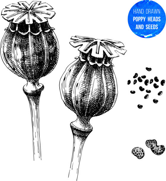 Hand drawn poppy heads and seeds Hand drawn poppy heads and seeds. Vector illustration in retro style poppy seed stock illustrations