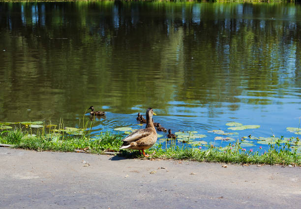 istock Wild duck Mallard and ducklings 1010688798