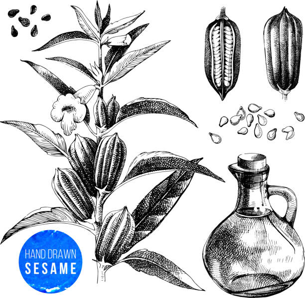 ручной набор кунжута - растение, семена и масло - sesame stock illustrations