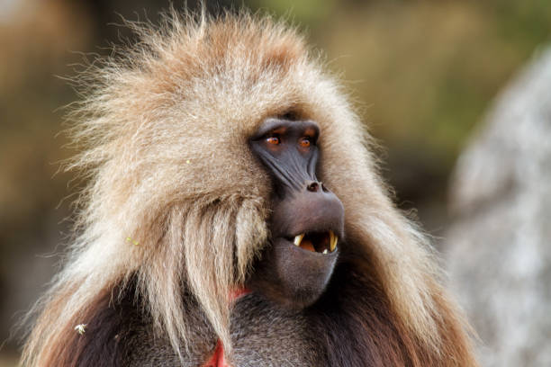 istock Gelada baboon male Ethiopia 1010693586