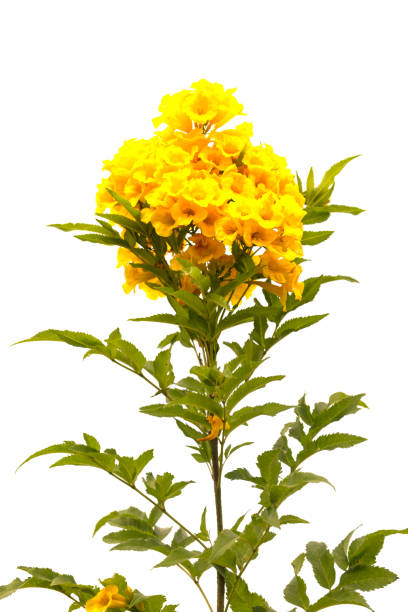 istock Yellow elder, Trumpetbush, Trumpetflower Isolated on White. 1010696708