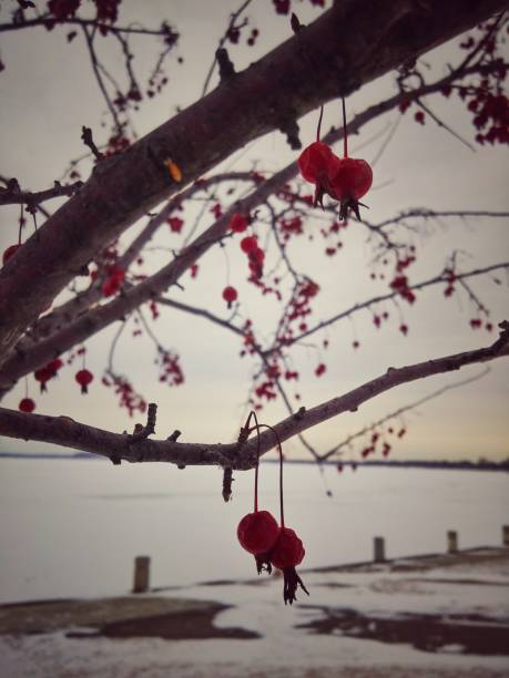 Crab apple, wild apple tree (Malus) with red fruits and snow winter background