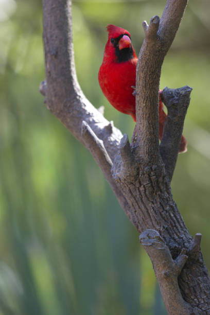istock Northern Cardinal at Sabal Pines Sanctuary in Texas 1010701278