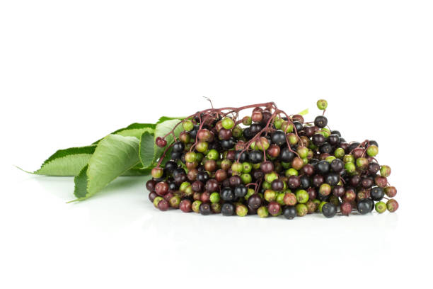 istock Fresh european black elderberry isolated on white 1010701446