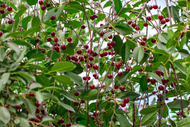 istock cherry  berries on a tree branch close up 1010701726