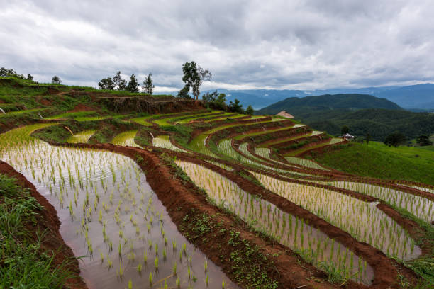 istock Rice terrace at Chiang mai, Thailand 1010702676