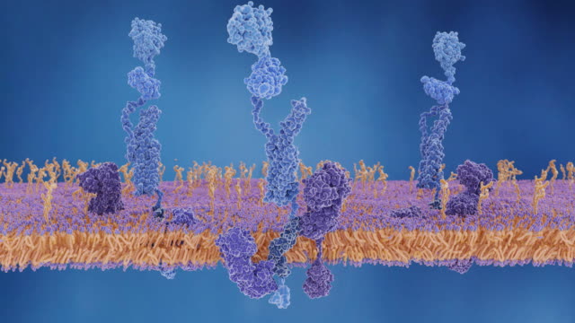 The amyloid precursor protein being cleaved by gamma and beta secretases and releasing the beta amyloid peptide, which is involved in Alzheimer's disease