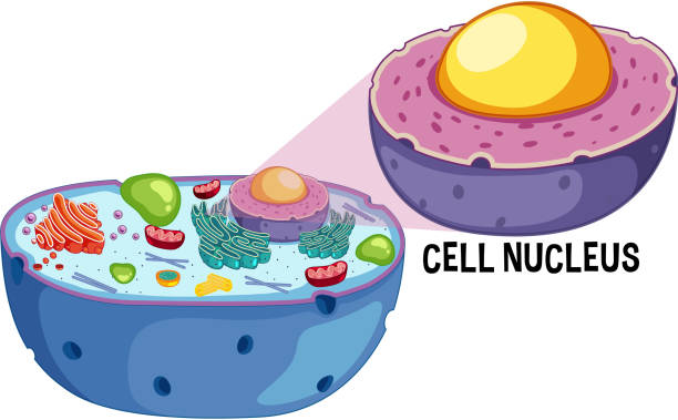 illustrations, cliparts, dessins animés et icônes de noyau de la cellule animale sur fond blanc - nucleolus