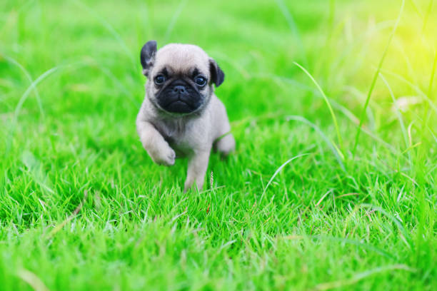 Cute puppy brown Pug Cute puppy brown Pug with green grass pug stock pictures, royalty-free photos & images