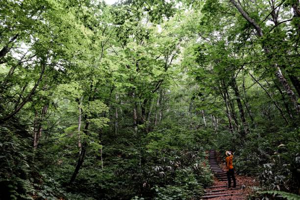 240+ Fotos, Bilder und lizenzfreie Bilder zu Shirakami Sanchi Fotos