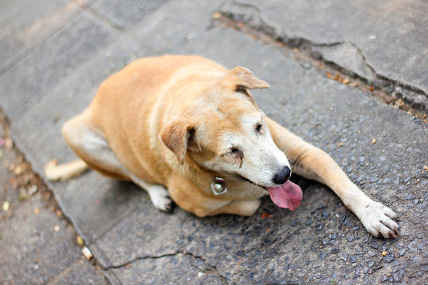 istock Brown dog lying on the sidewalk 1010712274