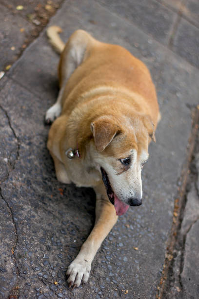 istock Brown dog lying on the sidewalk 1010712318