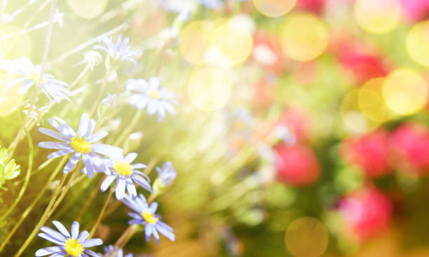 istock Garden flowers 1010716822