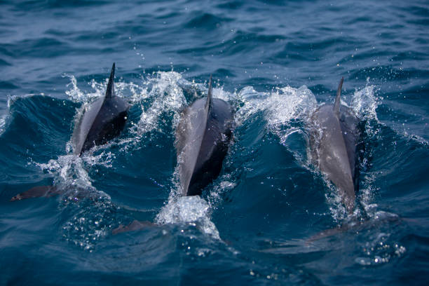Spinner dolphins Sri Lanka stock photo