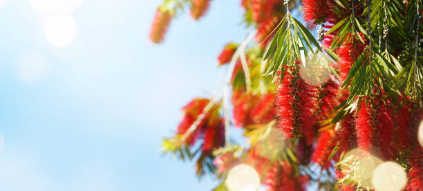 istock Garden flower, summer background 1010724266