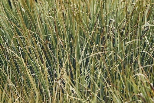 A grass background image.