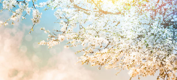 istock A branch of cherry blossoms. Sunlight through the branches. Spring background. 1010726790