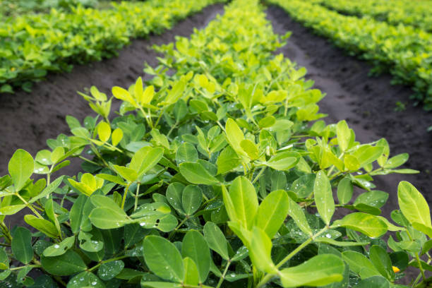 The beds peanuts with green leaves.