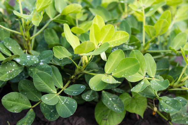 istock The beds peanuts with green leaves. 1010738444