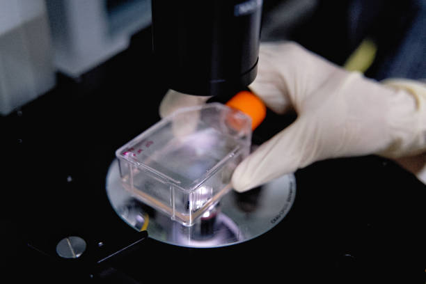 The researcher is using microscope with cell culture flask for monolayers cells in the culture medium to do the lab test in the research of drugs or chemicals at the laboratory room. el investigador está utilizando microscopio con matraz de cultivo celular para las células monocapas en el medio de cultivo para hacer la prueba de laboratorio en la investigación de medicamentos o productos químicos en la sala de laboratorio.