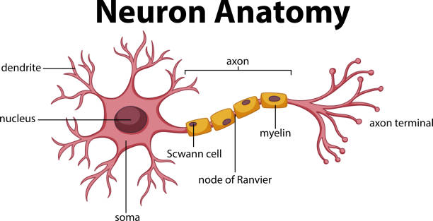 illustrazioni stock, clip art, cartoni animati e icone di tendenza di diagramma dell'anatomia dei neuroni - nerve cell illustrations