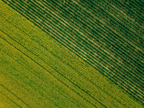 Aerial view of Rows of potato and rapeseed field. Yellow and green agricultural fields in Finland. Drone photo