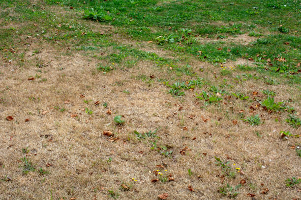 istock Drought and heatwave in Europe grass dries out 1010750222