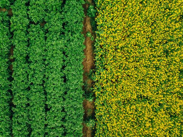 aerial view of rows of potato and rapeseed field. yellow and green agricultural fields in finland. - raw potato field agriculture flower imagens e fotografias de stock