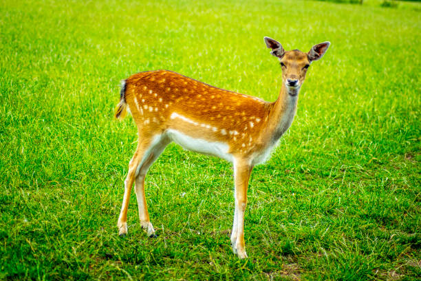 istock deer with grass background deer close-up deer 1010759856