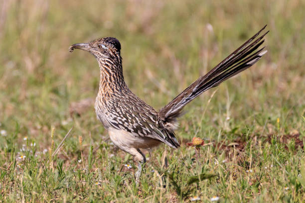 istock Greater California Roadrunner 1010759970