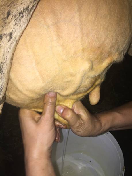 istock woman-cow milking 1010760086