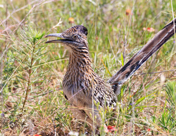 istock Greater California Roadrunner 1010764994
