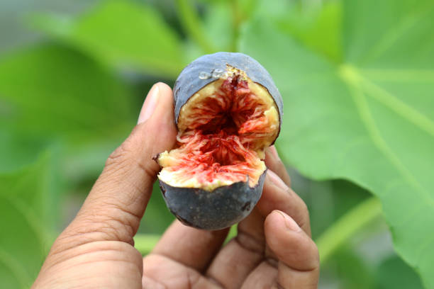 istock Ripe Black Madeira fig fruit which has  yummy red pulp. 1010766382